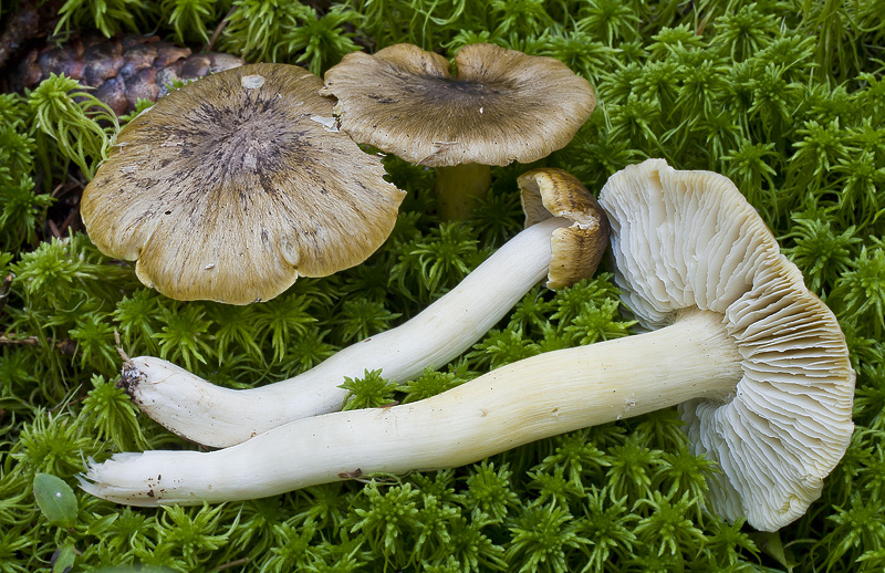 Tricholoma viridilutescens